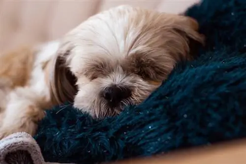 Da li Shih Tzu spava više od drugih pasmina? Činjenice & Često postavljana pitanja