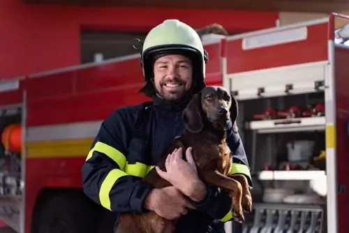 National Pet Fire Safety Day 2023: When It Is & Hvordan feire