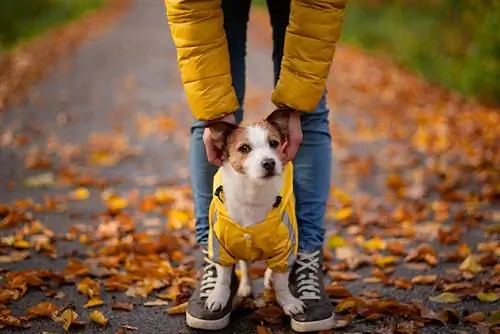 Национальный день собак в желтый день 2023: когда наступит & Как отпраздновать