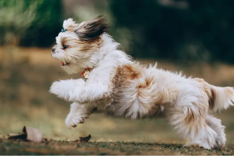 À quelle vitesse le Shih Tzu peut-il courir ? Vitesse moyenne & Comparaison des races