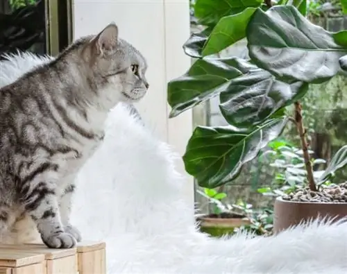 A hegedűlevelű füge mérgező a macskákra? Amit tudnod kell