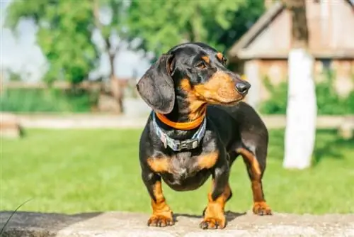 Black and Tan Dachshund: Facts, Origin & History (with Pictures)