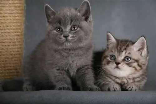 Hvor gamle er kattunger når de går første gang?