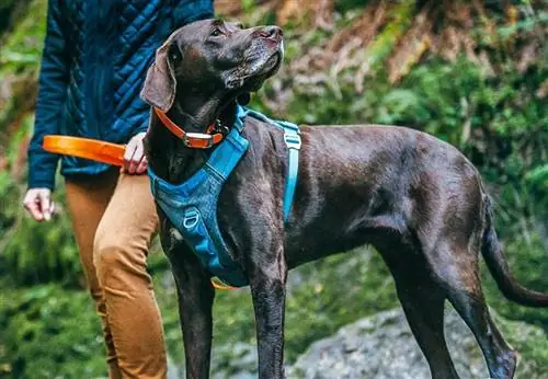 8 Pinakamahusay na Dog Harness para sa Malaking Aso noong 2023 – Mga Review & Mga Nangungunang Pinili