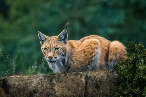 ছবি