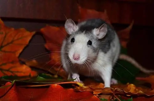 Har råttor känslor? Här är vad vetenskapen säger