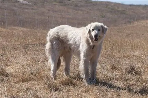 Akbašo šunų veislė: informacija, nuotraukos, priežiūros vadovas, temperamentas & bruožai