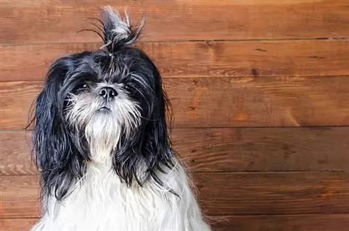 Kiek ilgai mano Shih Tzu bus karštyje? Veterinarijos peržiūrėti faktai & DUK