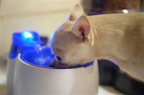 Ar šunims reikia vandens fontano? Veterinaras peržiūrėjo privalumai & minusai