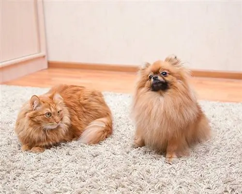 Magiging Mabuti ba ang Pomeranian sa Aking Pusa? Ipinaliwanag ang Pakikipagkapwa-tao ng Alagang Hayop