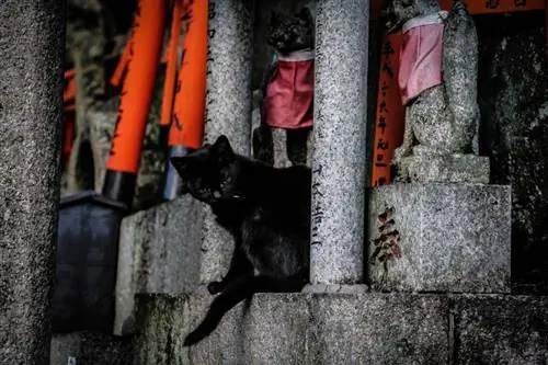 Nacionālā kaķu diena Japānā: kad tā ir & Kā to svin