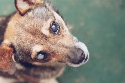 Международен ден на сляпото куче 2023: какво е & Кога се празнува
