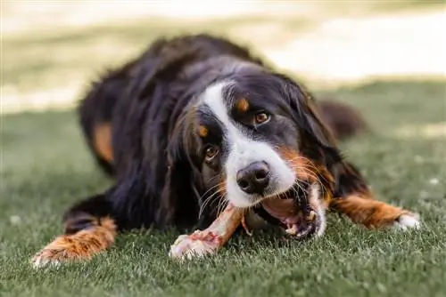Schenken Sie einem Hund einen Knochen Woche 2023: Was es ist & Wenn es gefeiert wird