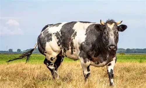 Cách nhận biết gia súc là bò cái, bò đực, bò cái tơ hay bò đực (Có ảnh)