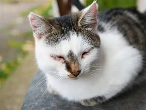 Ar galiu naudoti Neosporin savo katei? Paaiškinta veterinarijos gydytojo peržiūrėta rizika