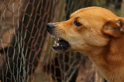 Agresīvas uzvedības pārtraukšana suņiem - humāni & Pierādīti padomi