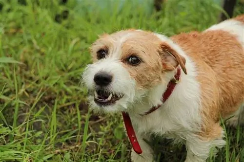 Sợ hãi hung hăng ở chó: Thông tin, Hướng dẫn & Mẹo để ngăn chặn nó