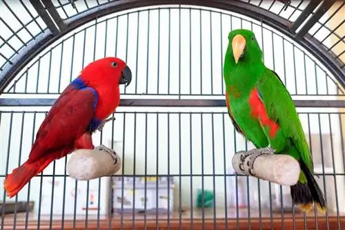 Könnte ein domestizierter Papagei in freier Wildbahn überleben? (Tierarztgeprüfte Fakten)