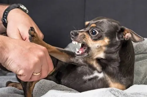 Aggressione provocata dalla frustrazione nei cani: informazioni & Come fermarla