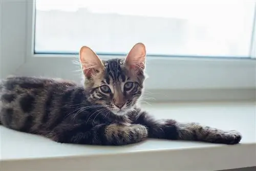 Trekull Bengal Cat: Fakta, opprinnelse og historie