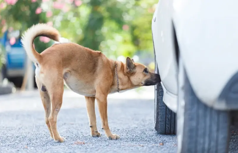 Hvorfor elsker hunder ting som lukter vondt for mennesker? Veterinær vurdert fakta