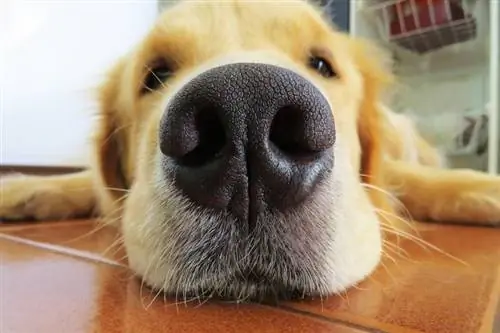 10 aizraujoši fakti par jūsu suņa degunu