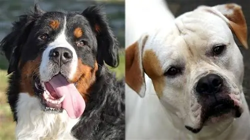 Roob Bulldog (Bernese Mountain Dog & Bulldog Mix): Duab, Qhia, Saib Xyuas & Ntau