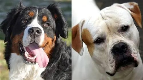 Mountain Bulldog (Bernese Mountain Dog & Bulldog Mix): Gambar, Maklumat, Penjagaan & Lagi