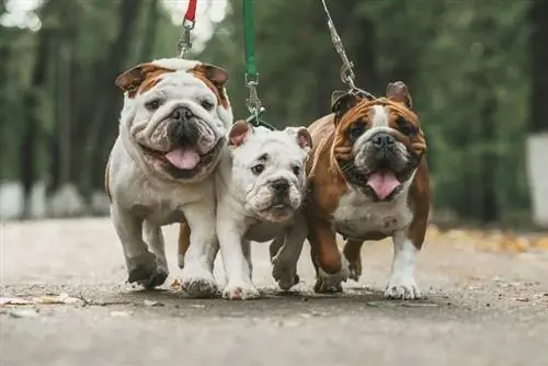 Bulldog hondenras: foto's, info, verzorgingsgids & Eigenschappen