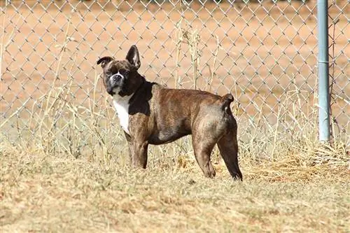 Boxer miniatura (Boston Terrier & Boxer Mix): información, imágenes, cuidado & ¡Más