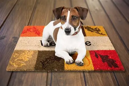 Antrenament pentru covorașul câinelui: Învață-ți câinele să se relaxeze pe covorașul lui