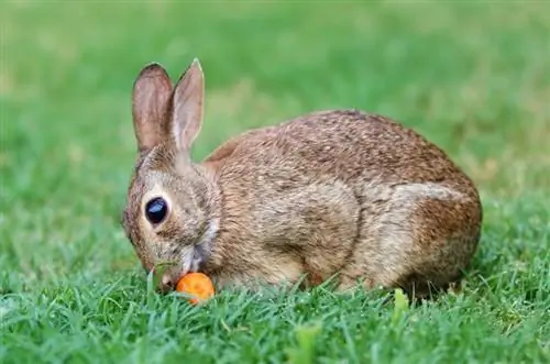 Зайците ще спрат ли да ядат, когато са сити? Обяснени хранителни навици