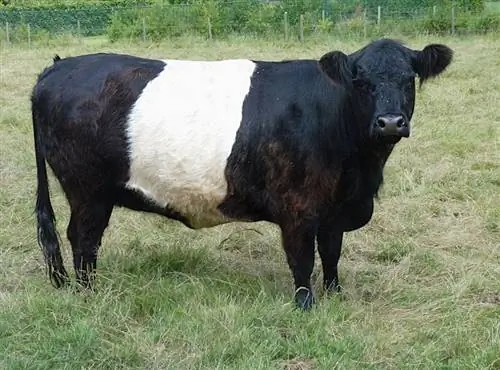9 ras czarnego bydła: przegląd (ze zdjęciami)