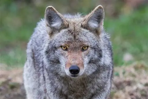 Bodo kojoti jedli pasjo hrano? Kako jih obvarovati pred tem