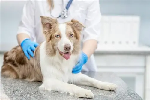 17 Typowe problemy reprodukcyjne u psów: objawy & Zabiegi