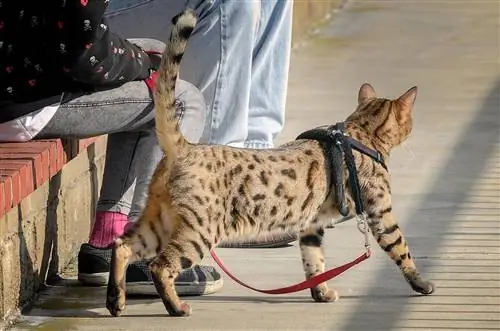 Cheetoh Cat: Raseinformasjon, bilder, omsorgsguide & Mer