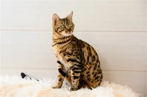 Bengal Cat: Info, Bilder, Temperament & Egenskaper