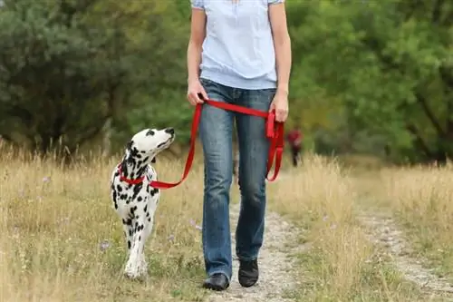 A kutyasétáltatás 7 egészségügyi előnye – a tudomány alapján
