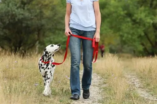 7 gesundheitliche Vorteile, wenn man mit dem Hund spazieren geht – basierend auf wissenschaftlichen Erkenntnissen