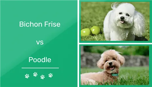 Bichon Frize vs Poodle: ልዩነቶቹ (ከፎቶዎች ጋር)