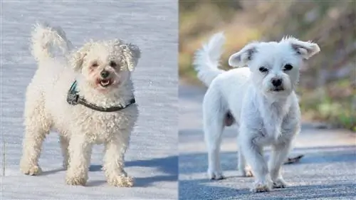 Havachon (Bichon Frisé & Bichon Havanais Mix): Photos, Guide, Infos, Soins & Plus