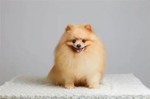 Orange Pomeranian: Sự thật, Nguồn gốc & Lịch sử (Có hình ảnh)