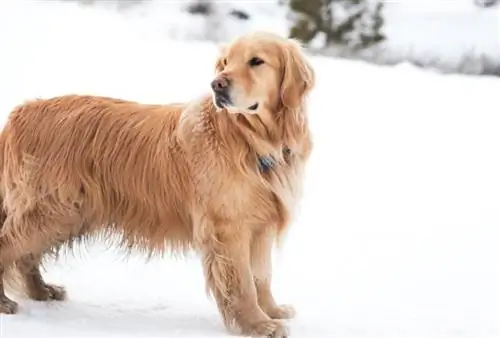 Голден ретривер нохойд хэр хүйтэн байдаг вэ? (Баримт, & FAQ)