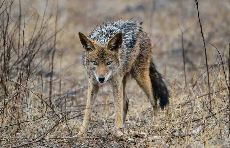 Zullen coyotes honden aanvallen? 8 manieren om uw pup te beschermen