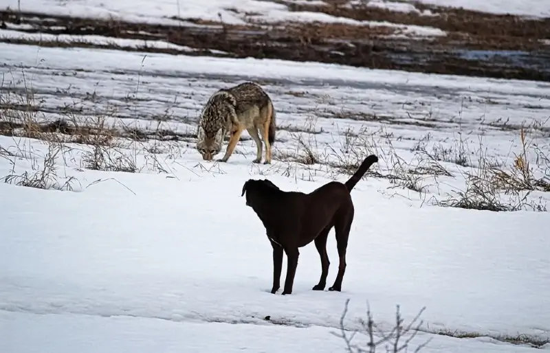 Bisakah Coyote Berkembang Biak Dengan Anjing? Apa Kata Sains