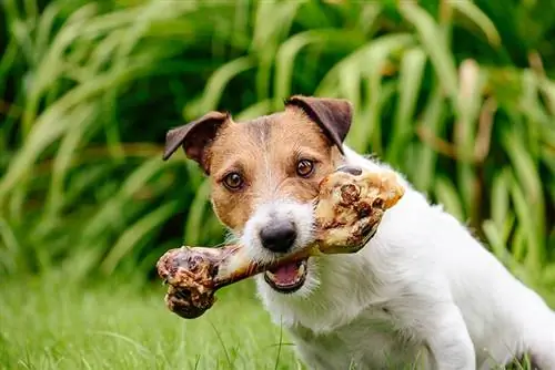 Os ossos são seguros para o meu cachorro? Fatos aprovados pelo veterinário & Guia de segurança