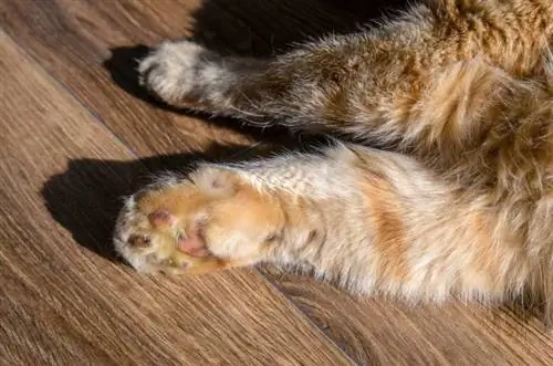 แมวจำเป็นต้องตัดขนอุ้งเท้าหรือไม่? ข้อเท็จจริงที่ได้รับอนุมัติจากสัตวแพทย์ & เคล็ดลับการดูแล
