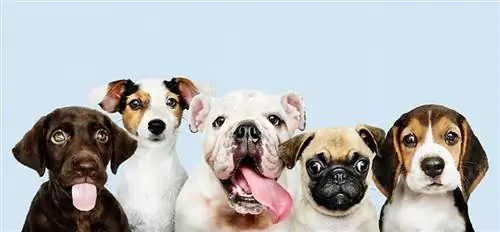 Nacionalni dan čistokrvnih psov 2023: zgodovina, namen & Kako praznovati