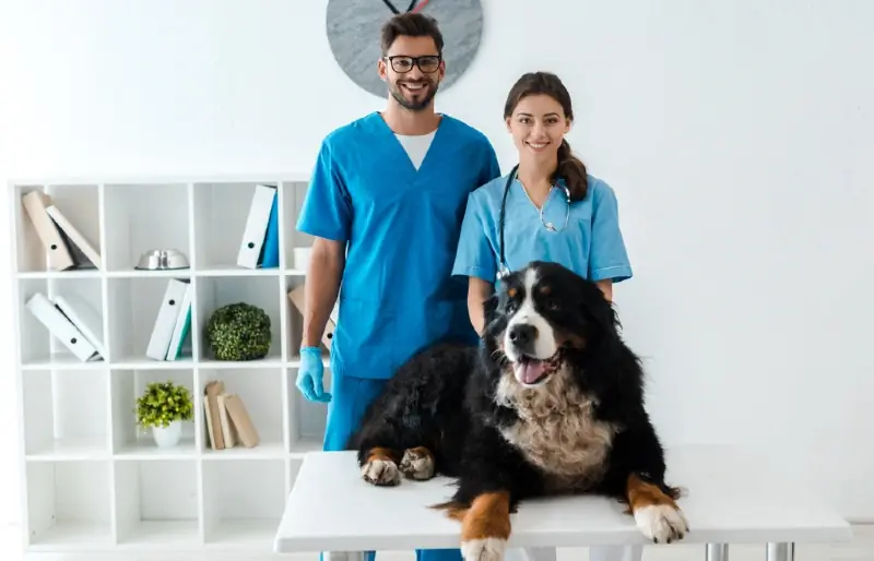 Când îmi sterilizez sau sterilizez câinele de munte bernez? Fapte revizuite de veterinar