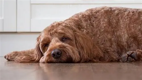 De ce face stomacul câinelui meu zgomote puternice? Ar trebui să-mi fac griji?